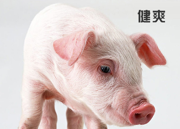 健爽（仔猪爽身粉）